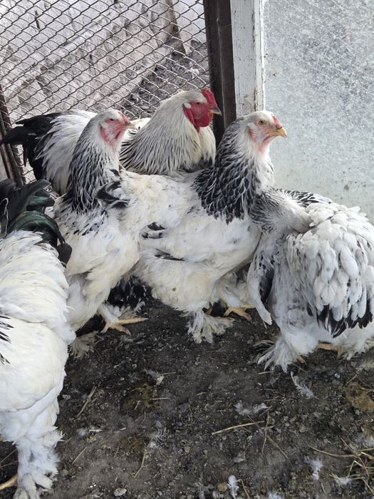 Брамма продам семью