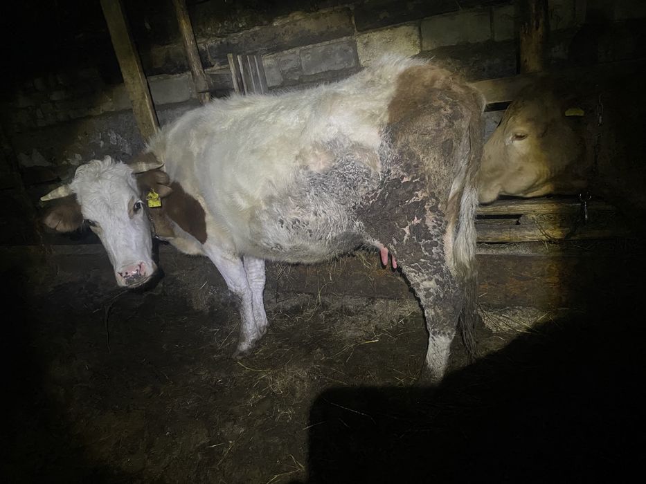 Продам Две коровы!