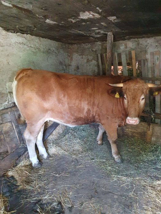 Vând juninca de 16 luni,montatade 3 luni cu Angus