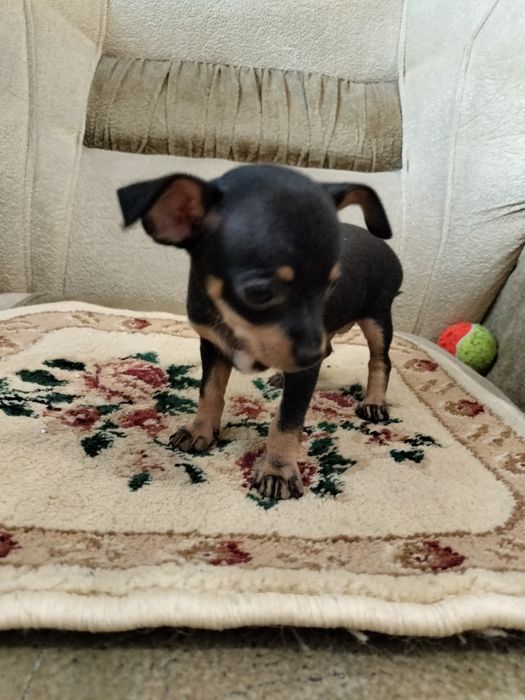 Продается  3,5 месячный Чихуашка.