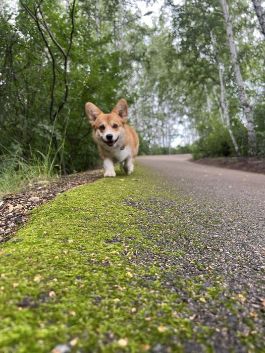 Кобель Вельш Корги Пемброк