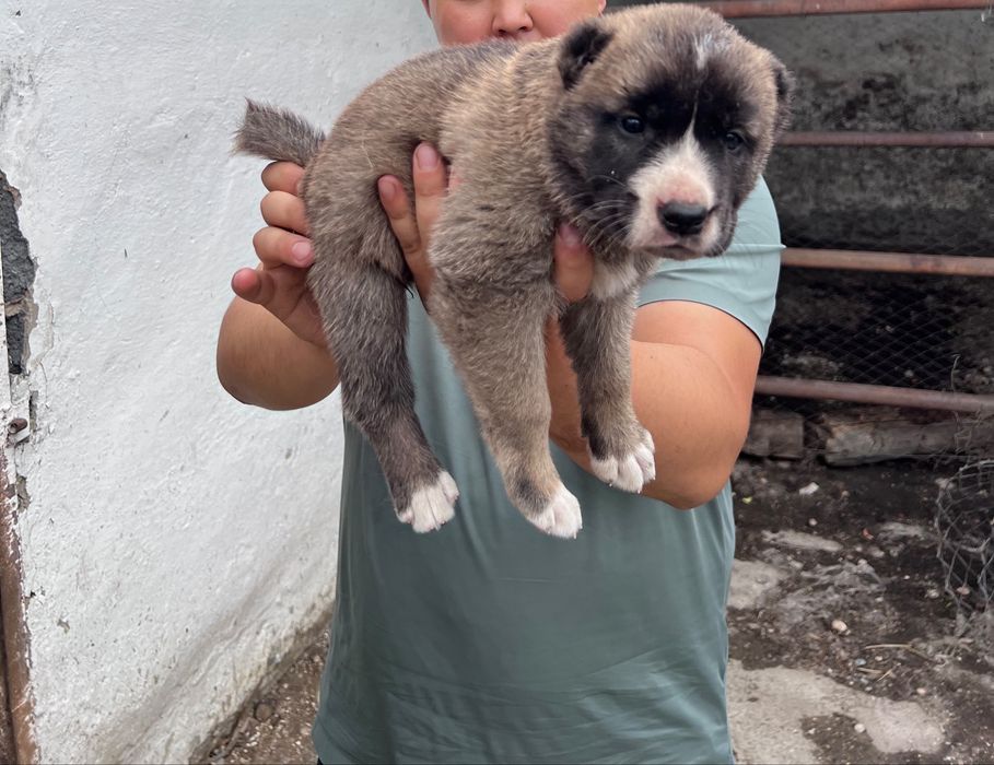Продам щеньков Алабай