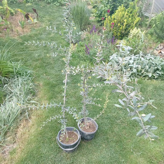 Олива европейская / Зайтун / Zaytun  (Olea europaea) — 150 см
