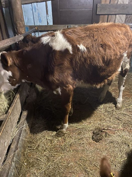 Продам телочку 8 месячная