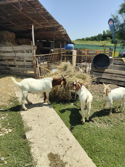 Vând țap Boer original