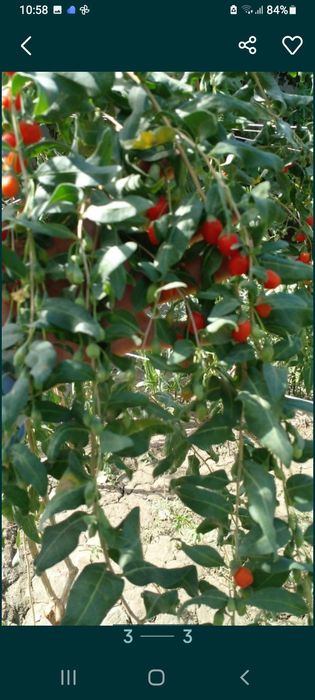 Годжи кучатлари сотилади