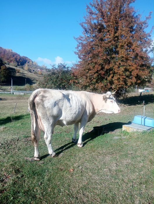 vaca bălțată romanească