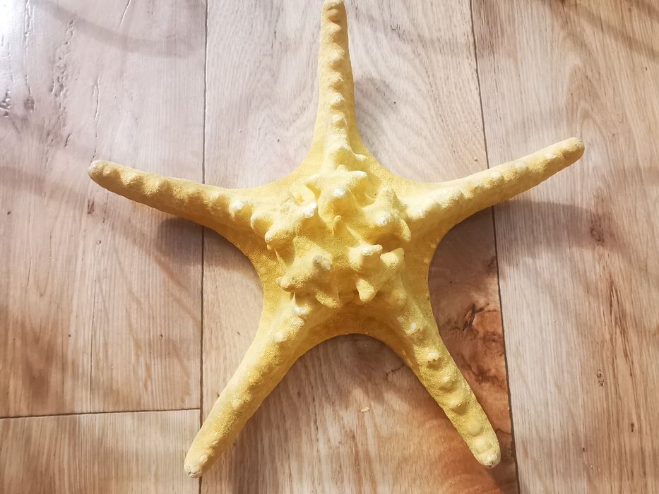Stea de mare fosilizata /  Decoratiune stea de mare deosebita