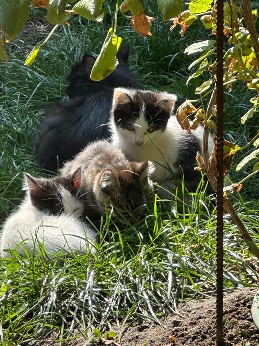 Отдам Котят бесплатно