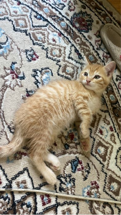 Отдаем котят в хорошие руки