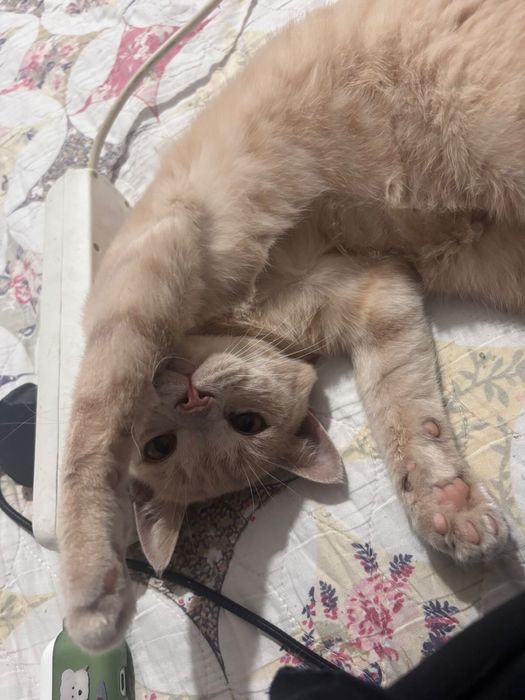 Отдаем котенка в добрые руки!