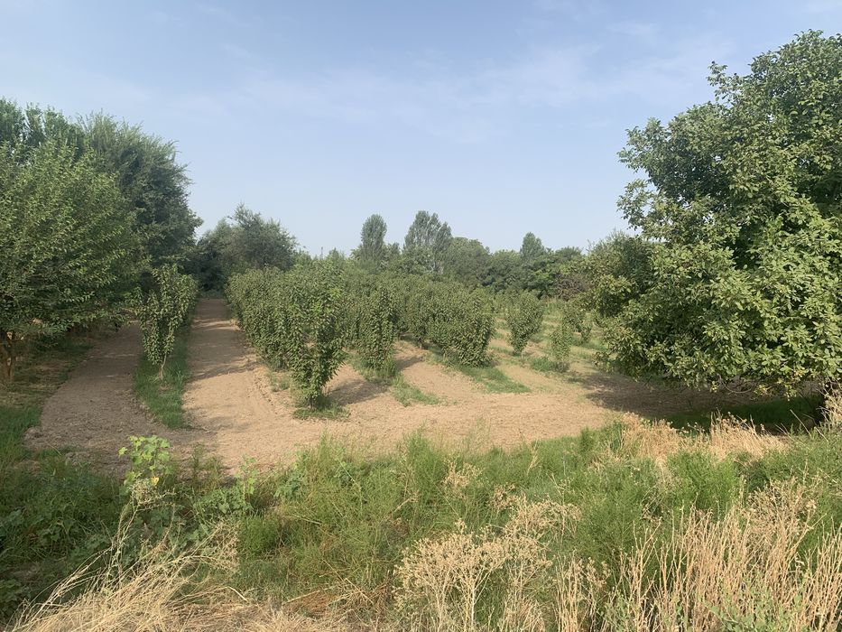 Bog’ maydoni 30 sotx giloz bog 100ta kochat bor