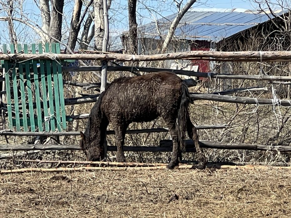 Продам жеребят тай