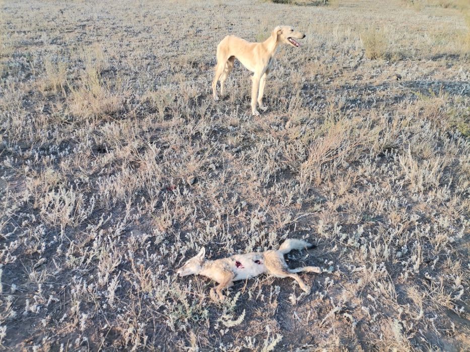 Продаю тазы .Продаю Гончи