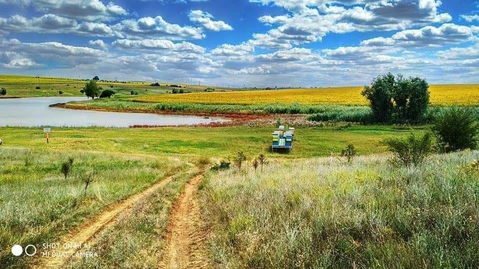 Пчелен мед  буркани /  тенекии