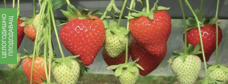 Продавам разсад целогодишни ягоди сорт Портола