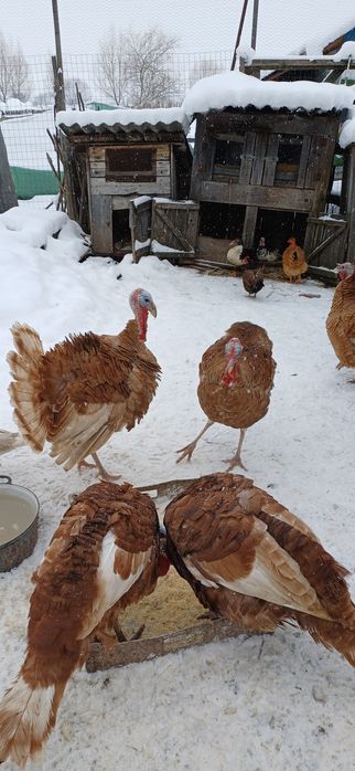 Vănd 2buc curci de casă masculi