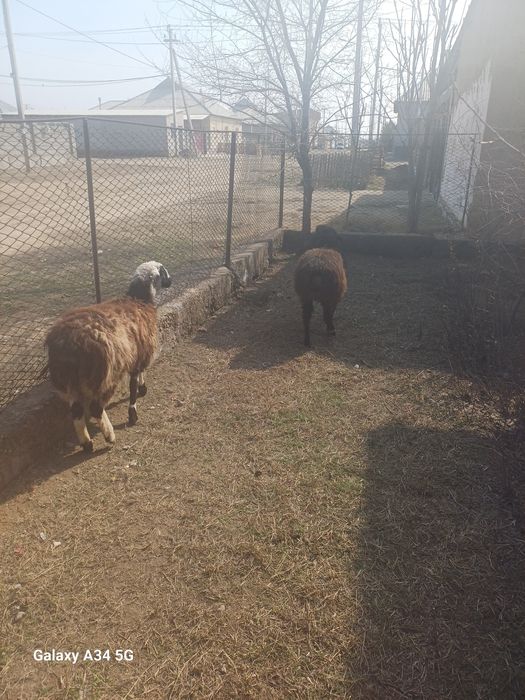 Тоқтылар семіз союға