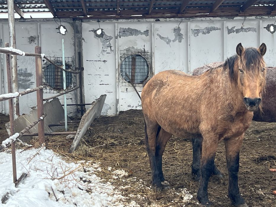 Жеребец Мугалжар