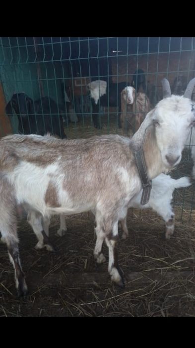 Англо нубийская коза с козленком.