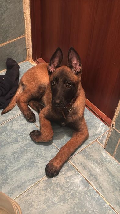 Продам щенка бельгийской овчарки