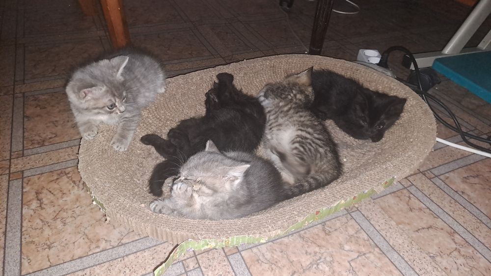 Красивые котята, 2 месяца дымчатый котенок девочка, и 1 мес. котята