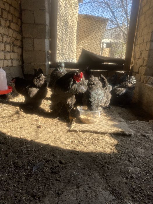 Браммы семейками