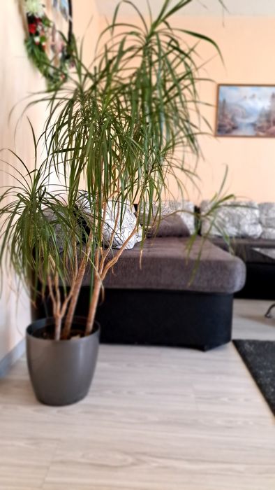 Драцена Маргината