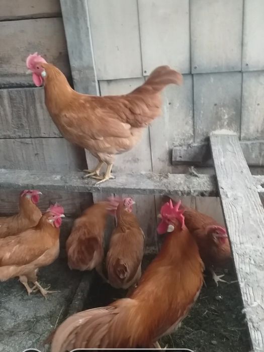 OUĂ de incubat italiana galben.