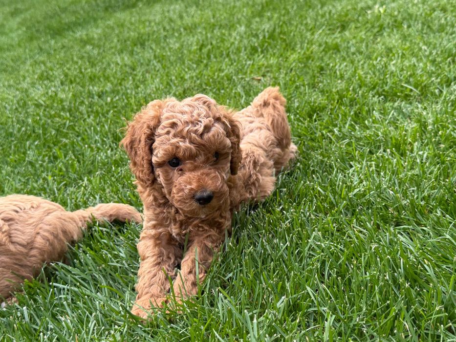 Щенки той пуделя от привозных родителей
