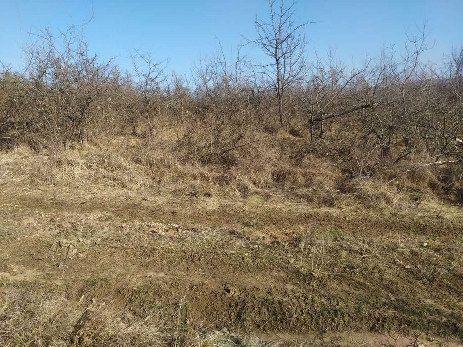 Продава се Земеделски имот в с. Войнежа, Област Велико Търново -  кв.м за 738 €/дка - Снимка #4