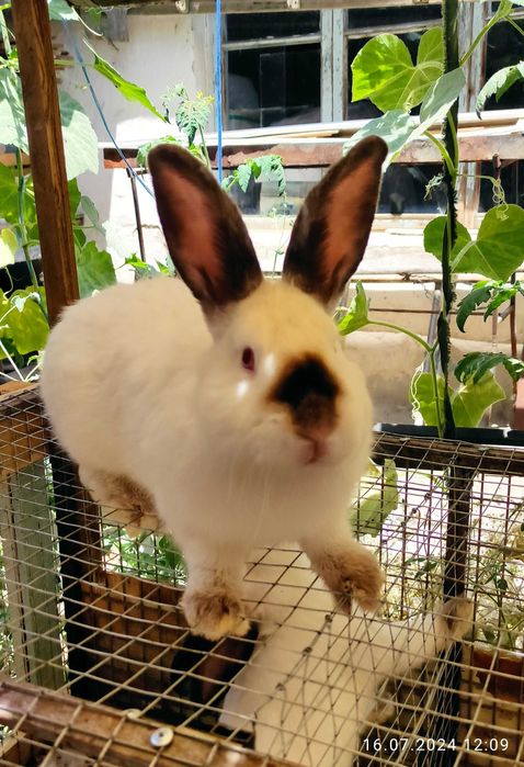 Самцы Калифорнийской породы. Куён/ quyon/ қуён/ самец