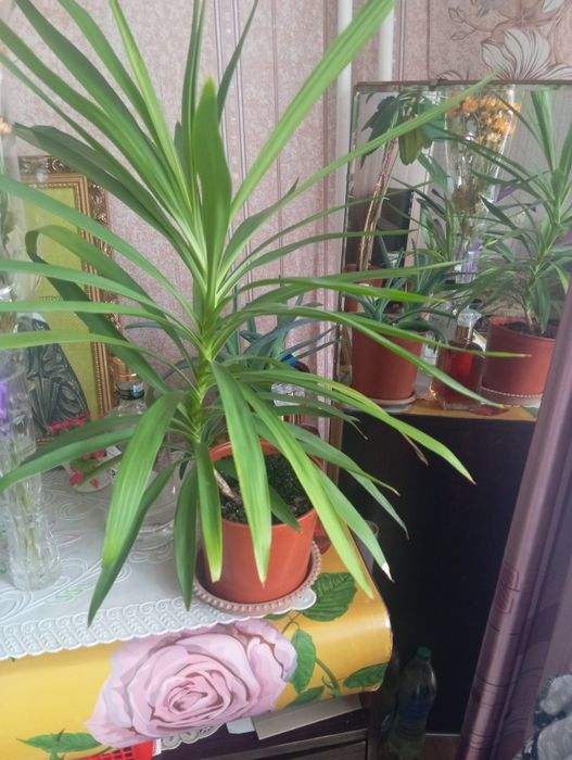 Продам цветы пальмо, алое разные