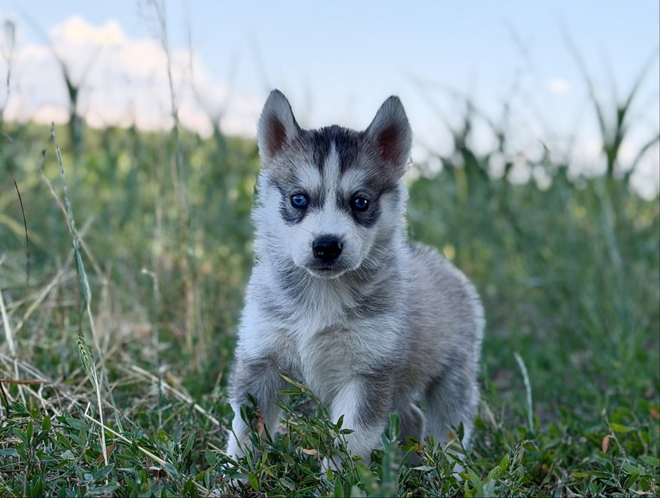 Femela rasa Husky Siberian!