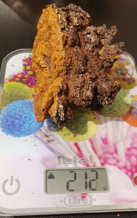 Chaga - Inonotus obliquus