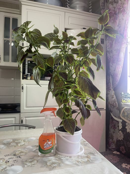 Колеус крупнолистовой продам