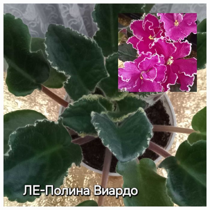 Сортовые фиалки.
