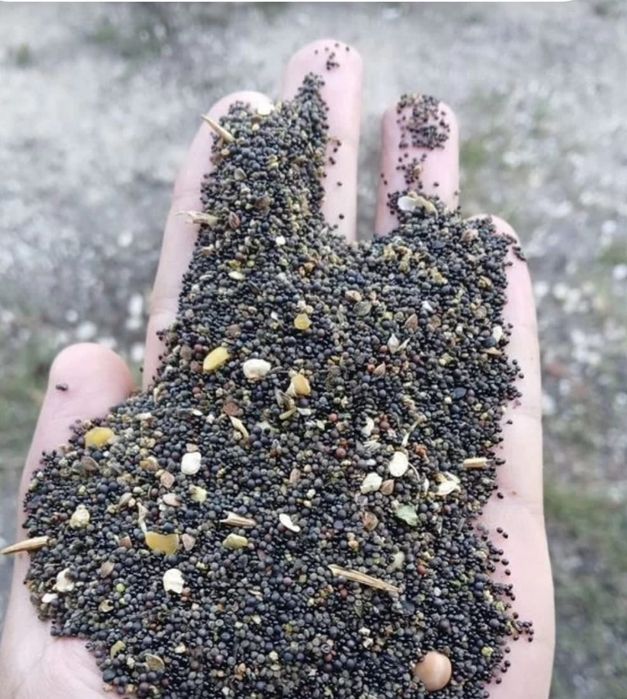 Ячмень.Платный чат!Все корма.