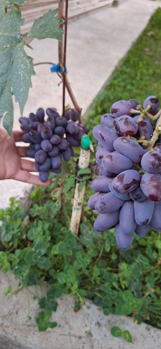 Vîtă de vie, corzi altoi