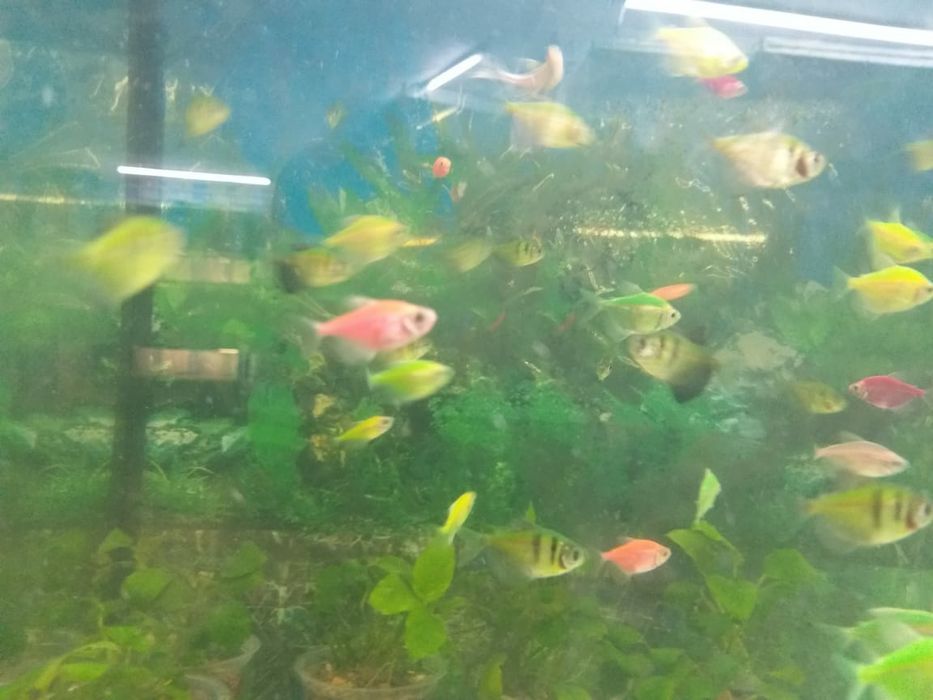 Рыбки для акквариума