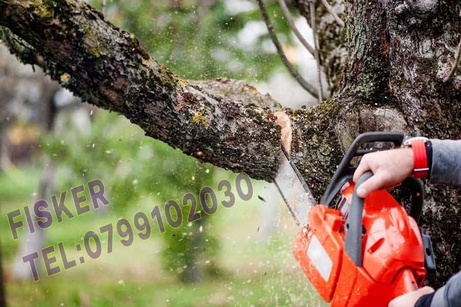 Taiere copaci, toaletare pomi, plop, brad, tei, nuc, cires, Pitesti