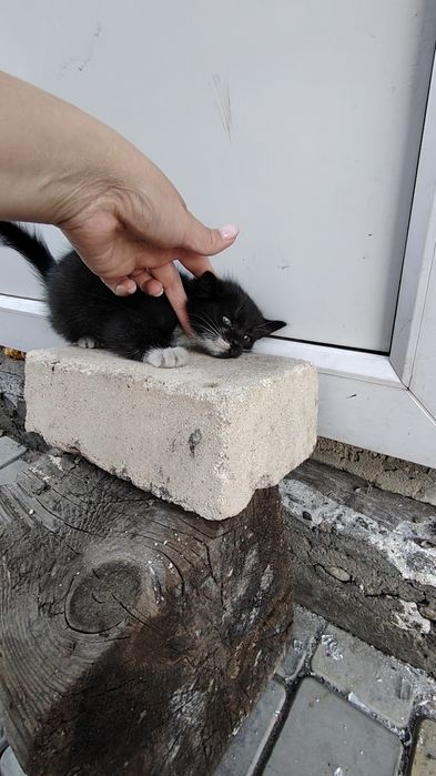 Отдам котят в хорошие руки