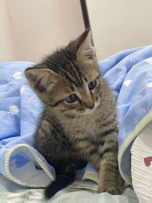 Отдаем котенка в добрые руки