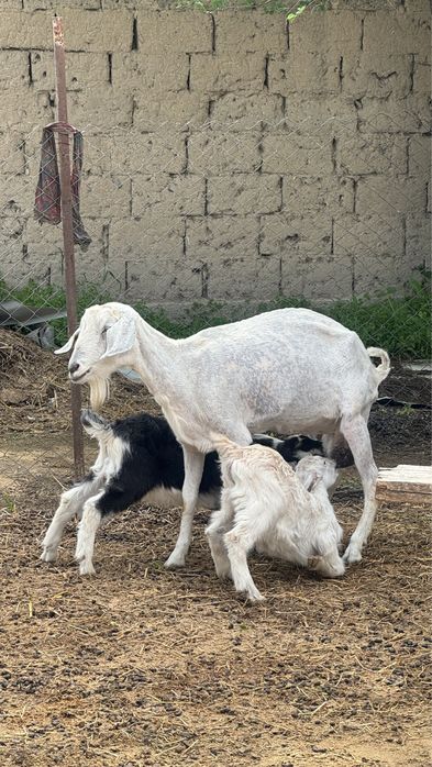 Лақтар сатылады. Козлята