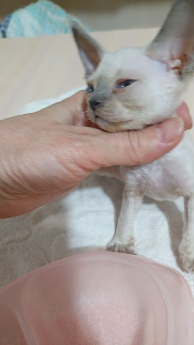 Котята девон рекс