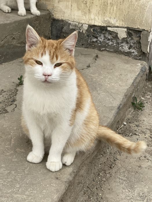 Кошка рыжая мысык