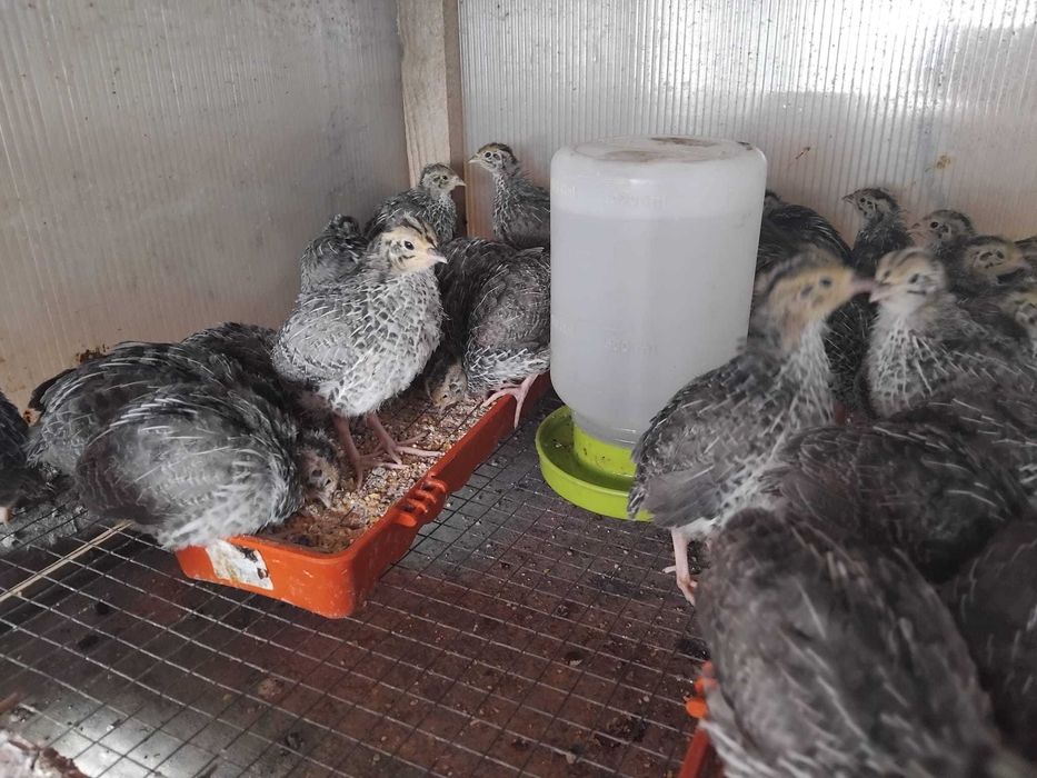 Vând pui de prepeliță – 4 săptămâni