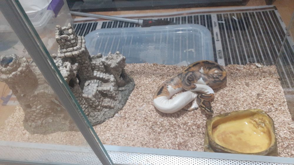 Terariu reptile (exotera)