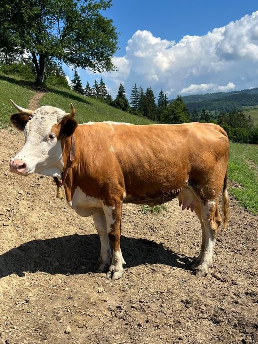 De vânzare juninca de 2 ani