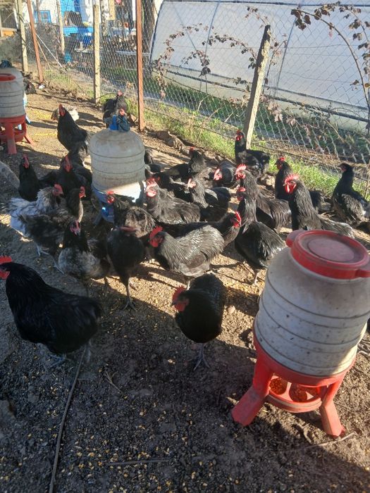 Vand cocosi tineri de australorp in varsta de 7 luni